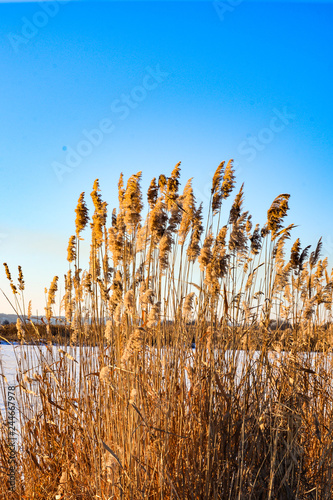 gold bulrush on winter lake in winter sunny day on blue sky background