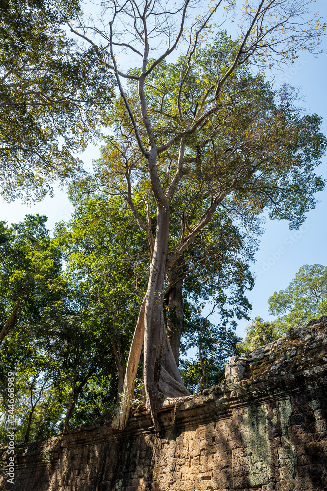 Kambodscha - Baum beim Siegestor von Angkor Thom