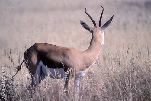 Springbok (Antidorcas marsupialis), Africa, Namibia, Oshikoto, Etosha National Park