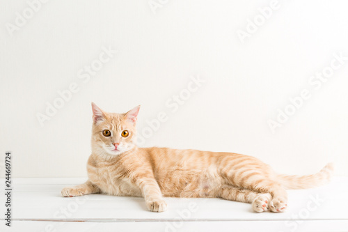 Ginger cat on a white wooden table, pet, studio