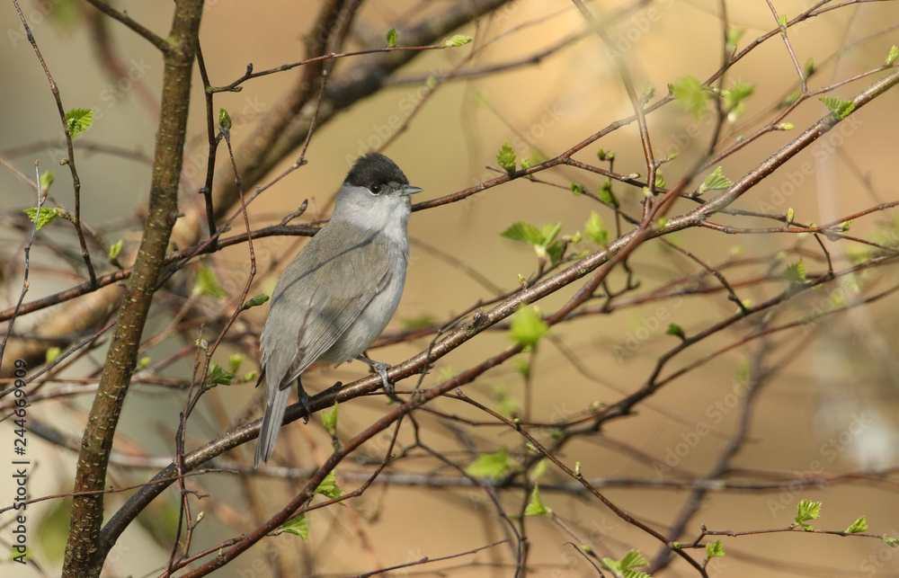A beautiful male Blackcap (Sylvia atricapilla) perched on a branch in a tree.