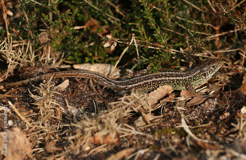 A rare Sand Lizard (Lacerta agilis) sunning itself in the undergrowth. 