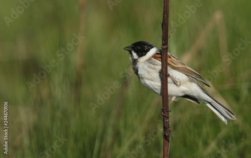 A male Reed Bunting (Emberiza schoeniclus) perched on a stem of a plant.