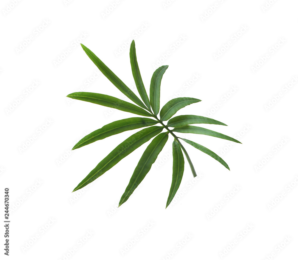 green palm leaf isolated on white for summer background green palm leaf isolated on white for summer background