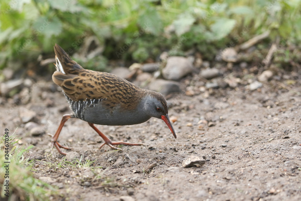 A stunning secretive Water Rail (Rallus aquaticus) searching for food along the bank of a lake. A stunning secretive Water Rail (Rallus aquaticus) searching for food along the bank of a lake.