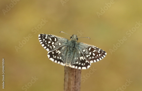 A rare Grizzled Skipper Butterfly (Pyrgus malvae) perched on a stick with its wings open.