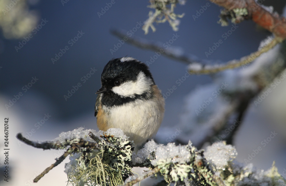 Fototapeta premium A cute Coal Tit (Periparus ater) perched on a branch covered in lichen and a covering of snow. 