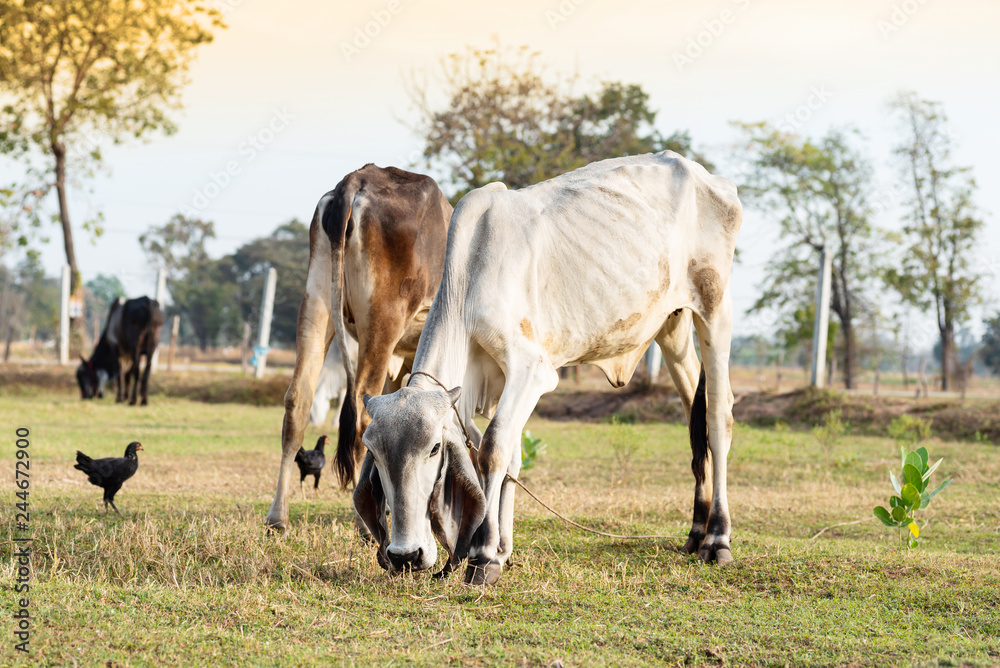 Cow eating organic grass in grazing, livestock in Thailand Cow eating organic grass in grazing, livestock in Thailand