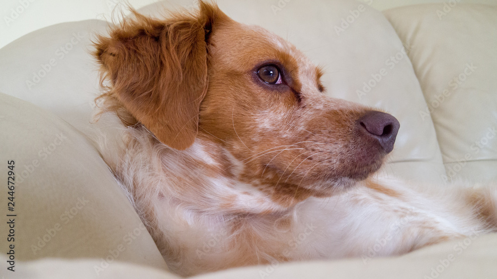 custom made wallpaper toronto digitalPortrait of young brittany spaniel dog on sofa
