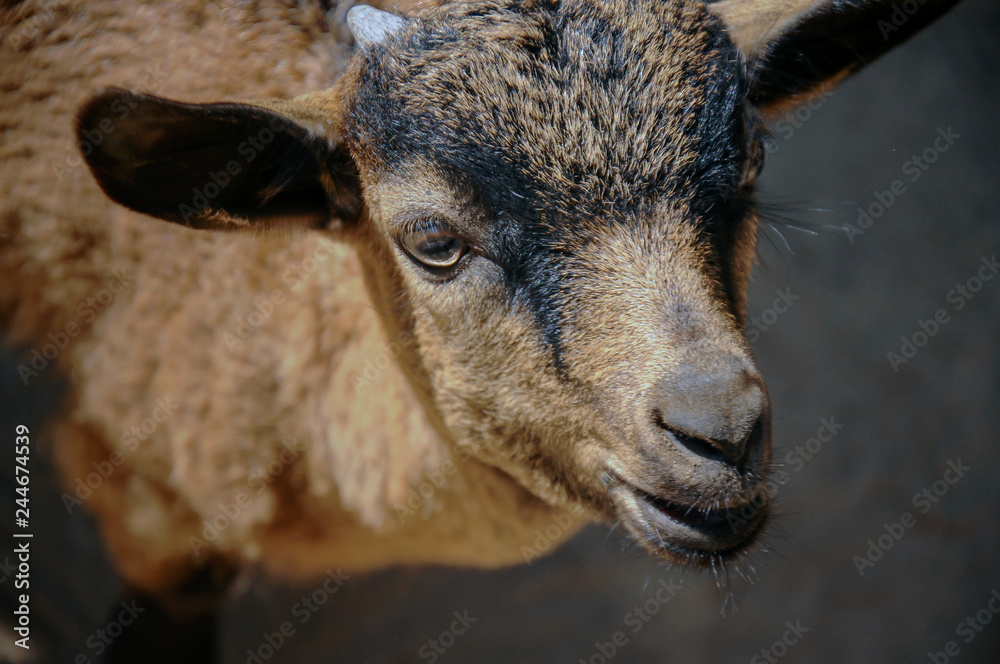 Close up of Head baby goat, Brown goat Close up of Head baby goat, Brown goat