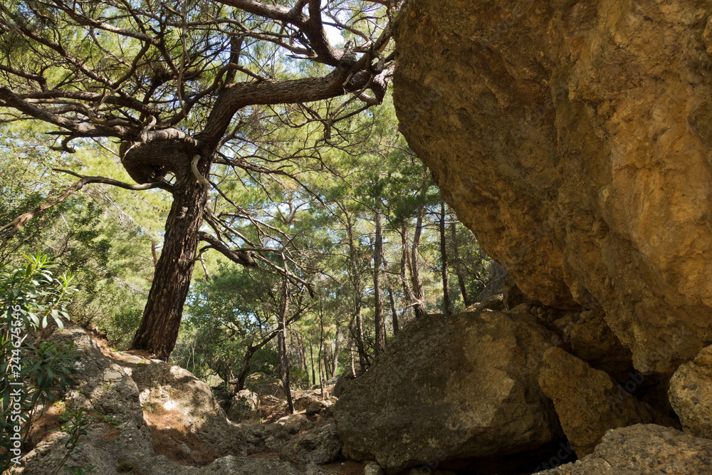 Fototapeta premium Pine tree on a cliff at Lissos gorge near Sougia, south-west coast of Crete island, Greece