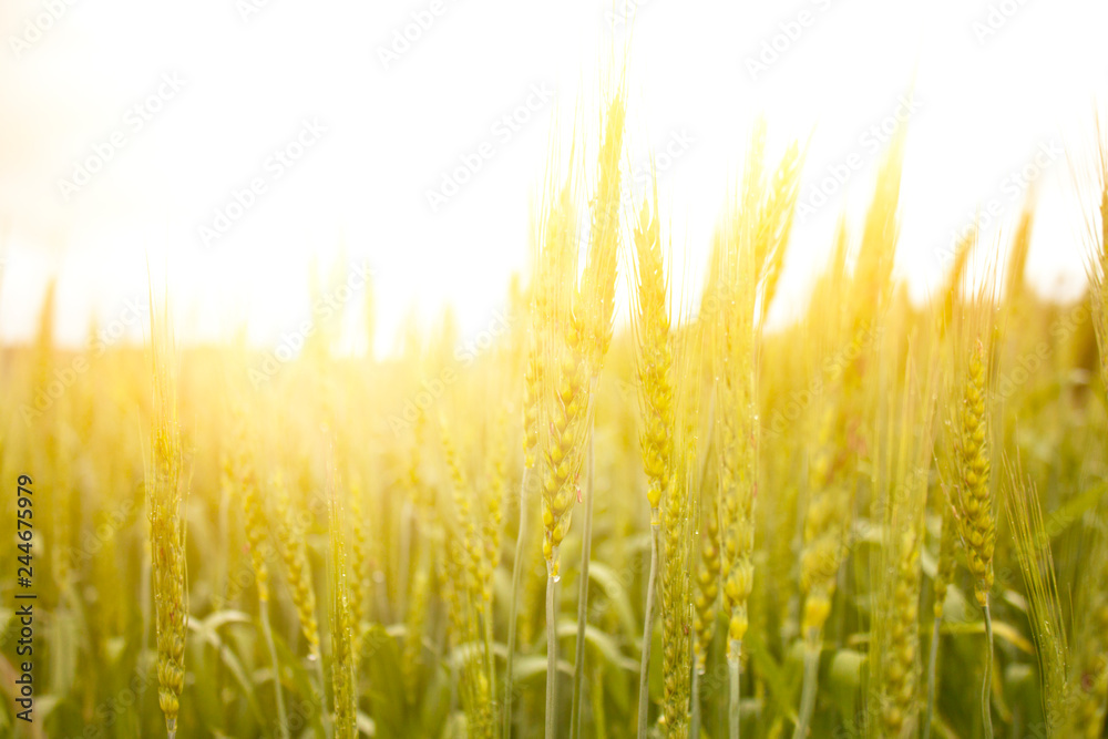 Young wheat in the sun at sunset. Healthy, bio, organic food concept. Young wheat in the sun at sunset. Healthy, bio, organic food concept.