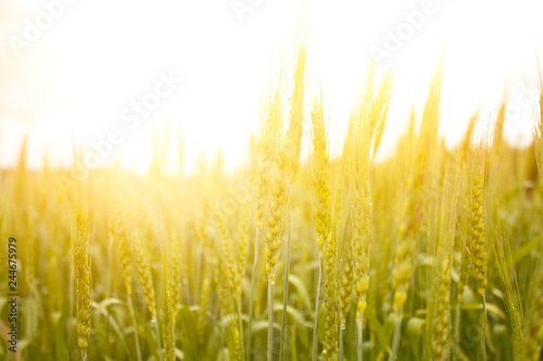 Young wheat in the sun at sunset. Healthy  bio  organic food concept.