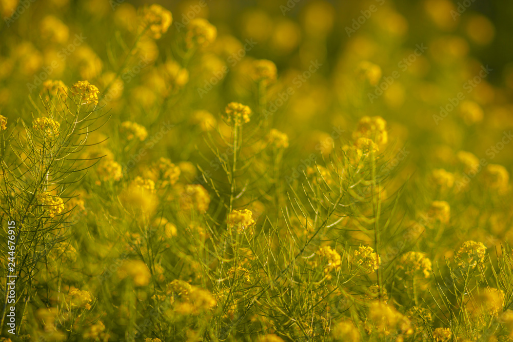 Obraz premium Colza. Meadow yellow flowers. Nature background with grass and wildflowers field. Blooming yellow rape in the field. Soft focus. 