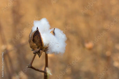 cotton 