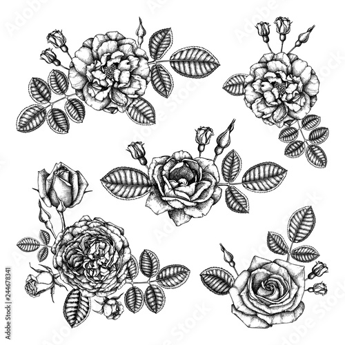 Vector set of roses, flowers, leaves, buds drawings. Floral elements collection. Vintage engraving style. For textiles, wrapping paper designs or wedding decor. Hand drawn bouquets illustration.