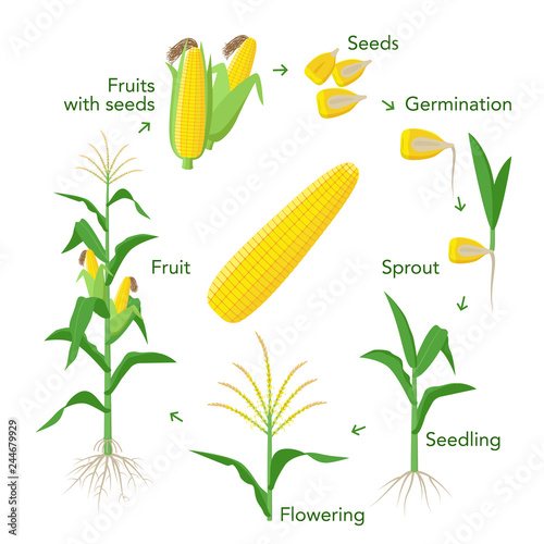 Maize plant growth infographic elements from seeds to fruits, mature corn ears. Seedling, germination, planting, flowering. Vector encyclopedic illustration. Corn life cycle in flat design.
