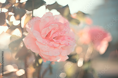 Fototapeta Naklejka Na Ścianę i Meble -  delicate pink garden rose close up on a blurry background with highlights and bokeh