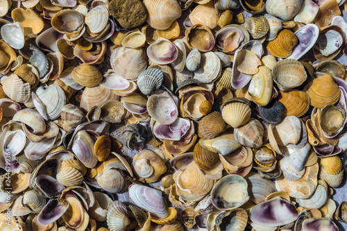 Surface with many sea shells of bivalve mollusks