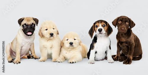 Fototapeta Naklejka Na Ścianę i Meble -  Group portrait of five adorable puppies