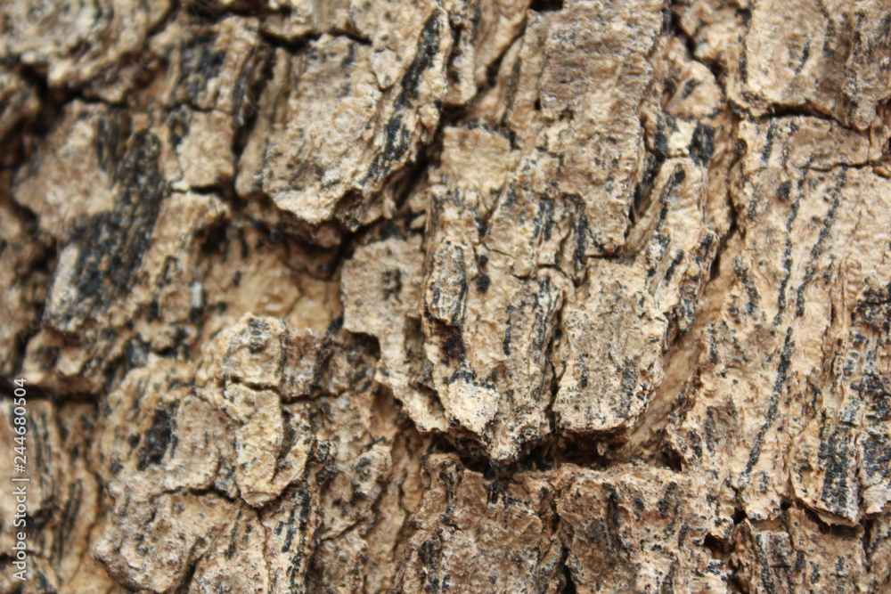 The bark will help protect the trees, Bark of tree background and texture. The bark will help protect the trees, Bark of tree background and texture.