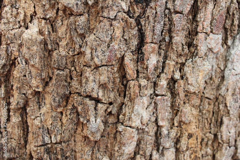 The bark will help protect the trees, Bark of tree background and texture. The bark will help protect the trees, Bark of tree background and texture.