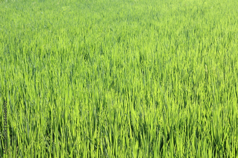Rice field green grass 
