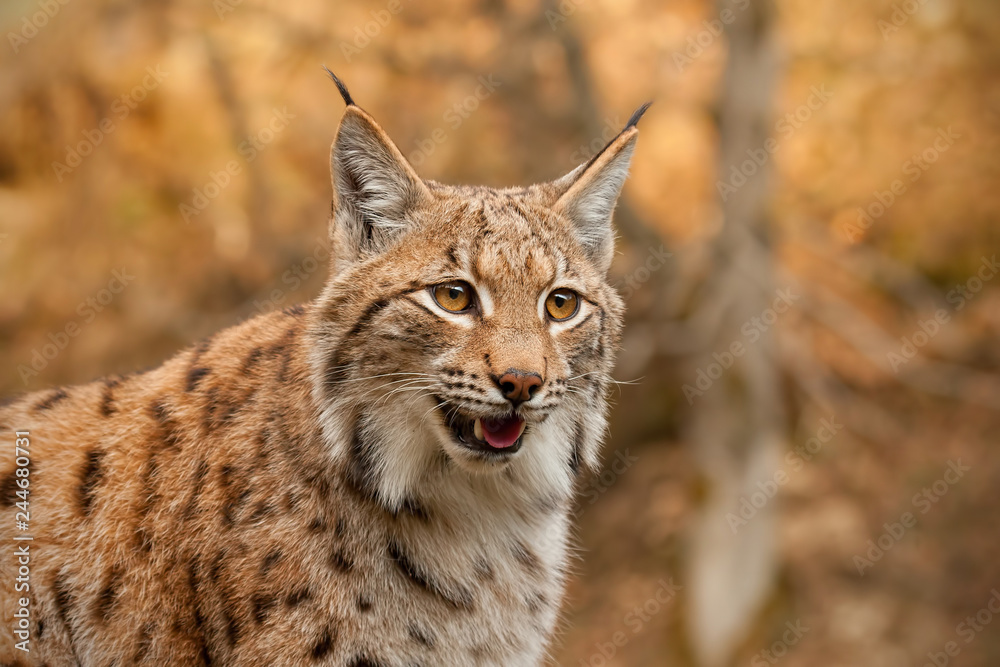 Detailed close-up of adult eursian lynx in autmn forest with blurred background. Endangered mammal predator in natural environment. Wildlife scenery with vivid colors. Detailed close-up of adult eursian lynx in autmn forest with blurred background. Endangered mammal predator in natural environment. Wildlife scenery with vivid colors.