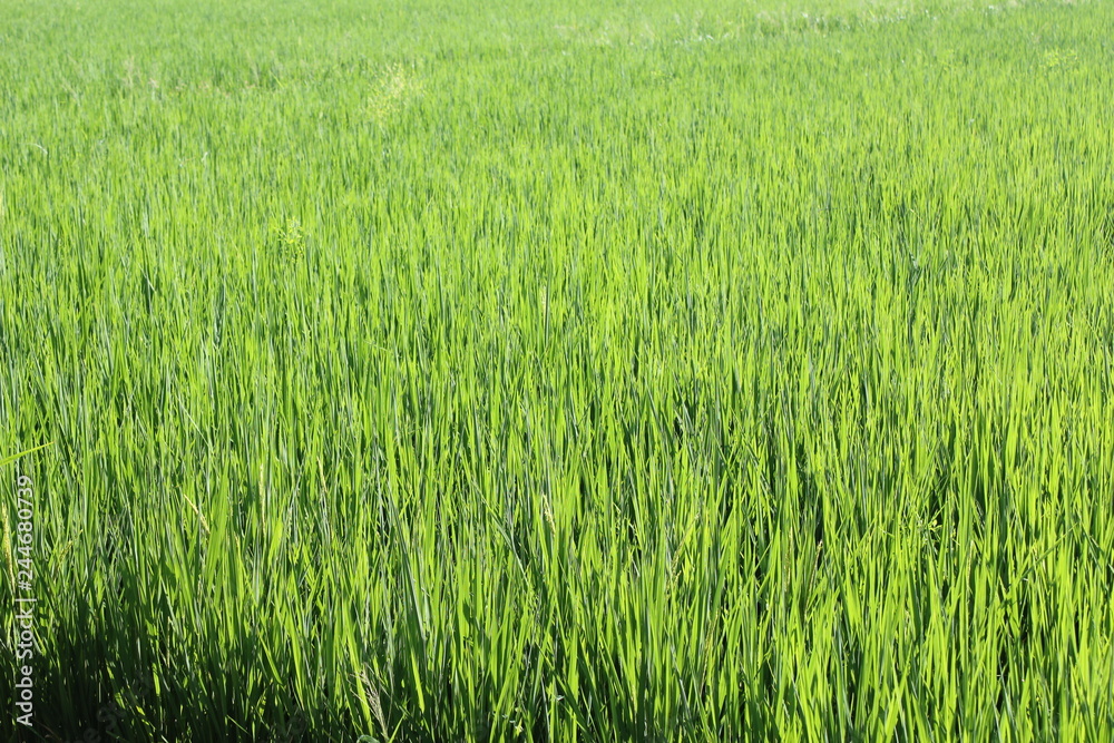 Rice field green grass 