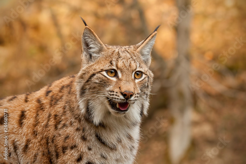 Detailed close-up of adult eursian lynx in autmn forest with blurred background. Endangered mammal predator in natural environment. Wildlife scenery with vivid colors.