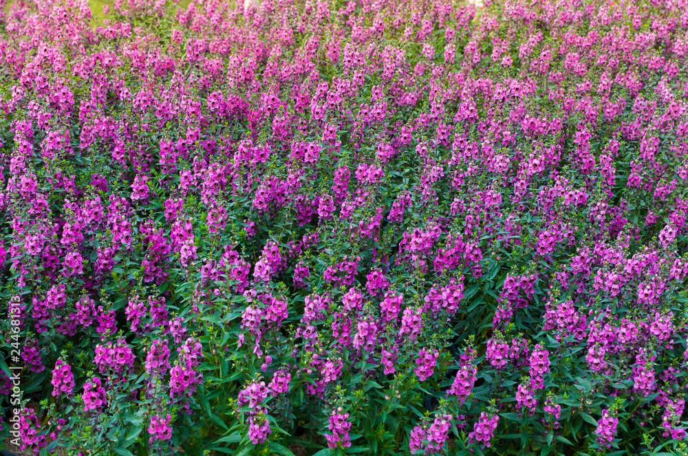 Fototapeta premium Beautiful blooming wildflowers on the meadow in the summertime,Nice purple flower in garden