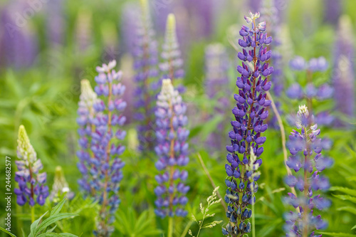 Lupine field with pink purple and blue flowers. Bunch of lupines summer flower background. Lupinus.