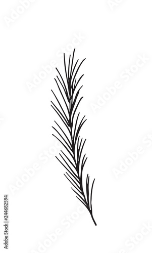 Hand-drawn sketch of a plant, isolated on white background. Abstract summer Vector illustration.