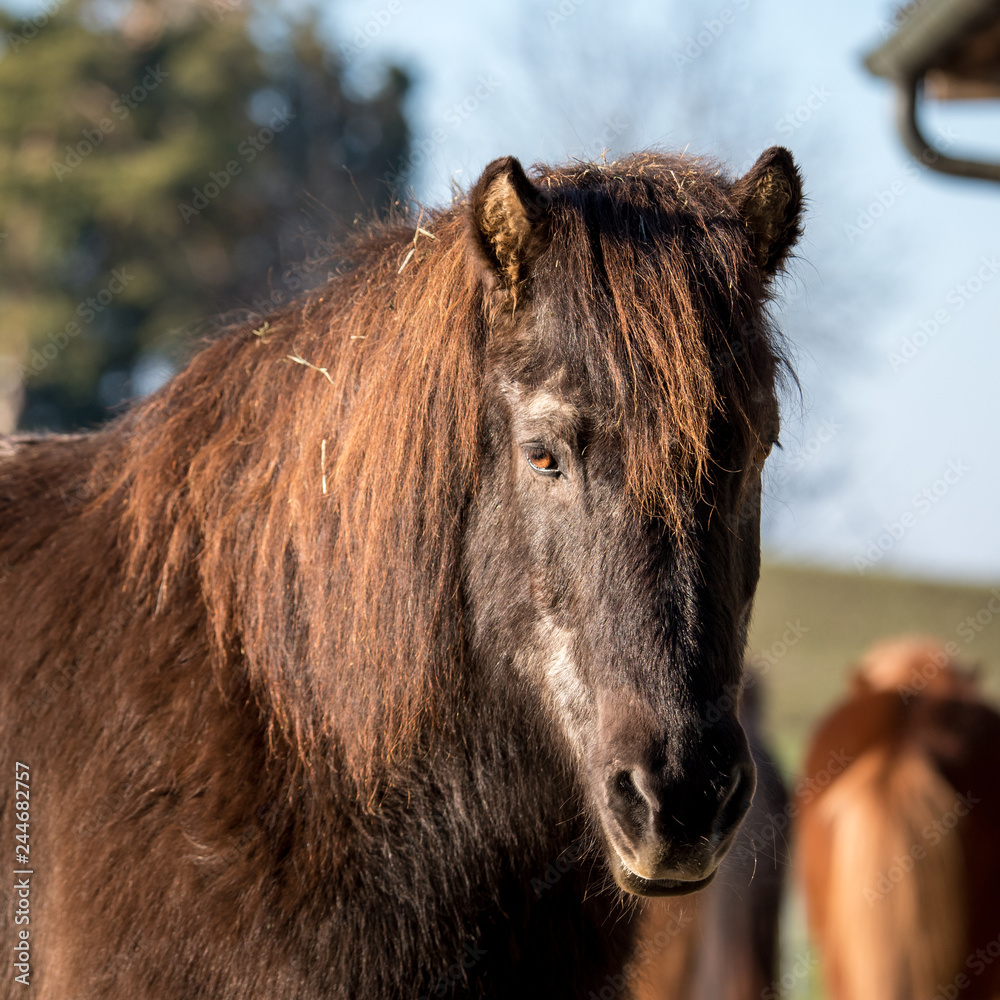 Fototapeta premium Hairy horse