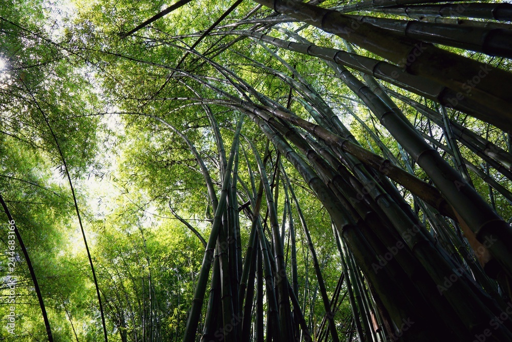 Looking up of bamboo forest with sunlight as a background, Abstract leaves texture, Natural green wallpaper, Ecological Concept, Looking up of bamboo forest with sunlight as a background, Abstract leaves texture, Natural green wallpaper, Ecological Concept,