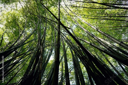 Looking up of bamboo forest with sunlight as a background, Abstract leaves texture, Natural green wallpaper, Ecological Concept, 