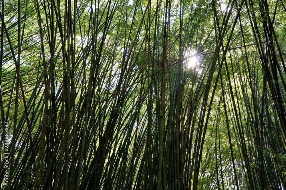 Looking up of bamboo forest with sunlight as a background, Abstract leaves texture, Natural green wallpaper, Ecological Concept, Looking up of bamboo forest with sunlight as a background, Abstract leaves texture, Natural green wallpaper, Ecological Concept,