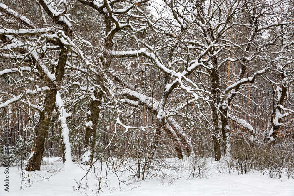 winter deep forest
