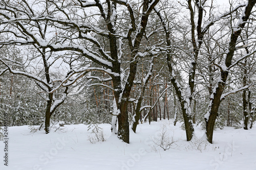 winter landscape in forest