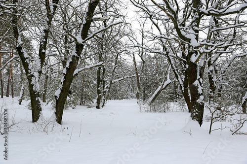 okas in winter forest © Pavlo Klymenko