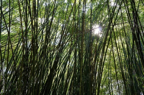 Looking up of bamboo forest with sunlight as a background  Abstract leaves texture  Natural green wallpaper  Ecological Concept  