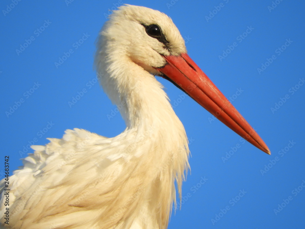 Fototapeta premium Storch