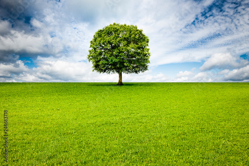 Baum in Landschaft