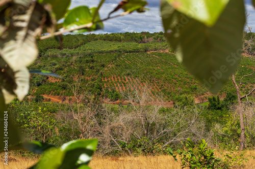 Vietnamese mountains with forest and coffee plantations. Cloudy weather and sunshine. In the foreground are detail of leaves. The picture was taken on the January 2019 near coffee village Pleiku.