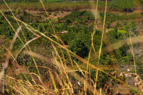Vietnamese mountains with forest and coffee plantations. Cloudy weather and sunshine. In the foreground are detail of grass. The picture was taken on the January 2019 near coffee village Pleiku.