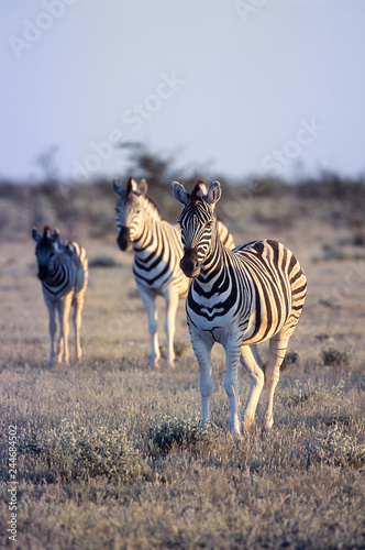 Plains Zebra   Equus burchellii   Africa  Namibia  Oshikoto  Etosha National Park