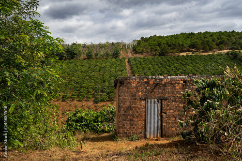 Coffee plantations in Middle Vietnam near village Pleiku. On the picture are old working hut. Cloudy weather with sunshine.