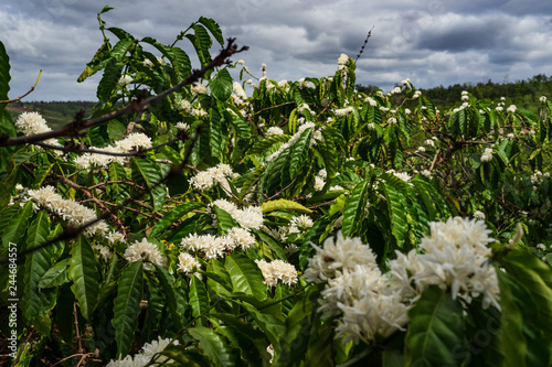 Detail of flowering coffee plants in Middle Vietnam near village Pleiku. Shooted in cloudy weather.
