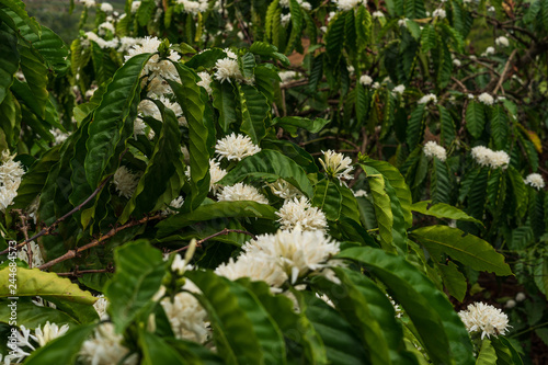 Detail of flowering coffee plants in Middle Vietnam near village Pleiku. Shooted in cloudy weather.