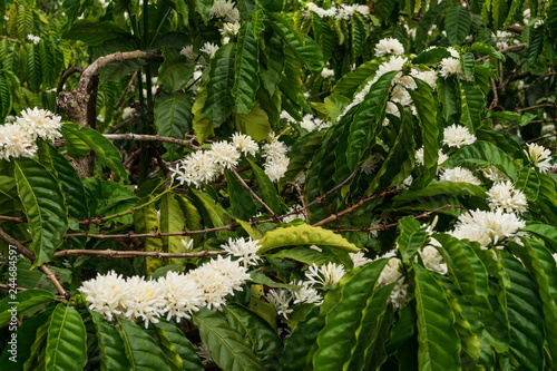 Detail of flowering coffee plants in Middle Vietnam near village Pleiku. Shooted in cloudy weather.